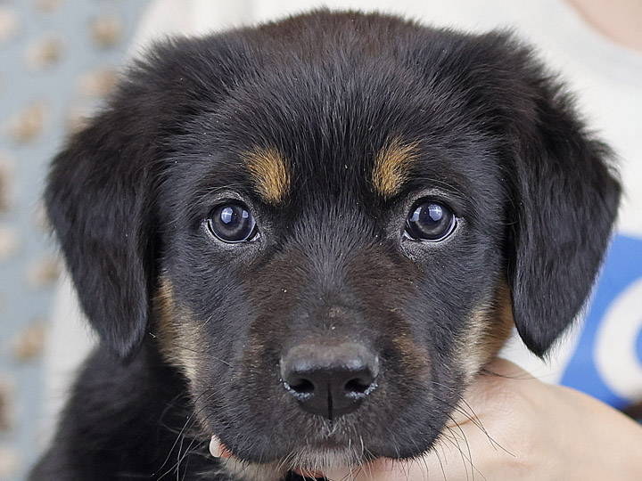 chinook puppy